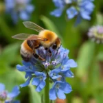 Attirer les butineurs et auxiliaires au potager : 12 plantes et amenagements