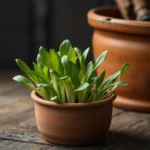 Forcing de legumes : produire endives, pissenlit et rhubarbe chez soi