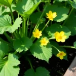 Oidium sur courgettes : prevention et traitements bio efficaces