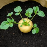 Cultiver des pommes de terre en sac ou en tour : methode et rendement