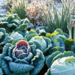 Potager d&rsquo;hiver : 8 legumes a cultiver pour recolter de novembre a mars