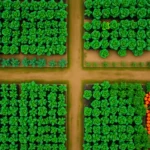 Rotation des cultures sur 4 ans : familles de legumes et plan type