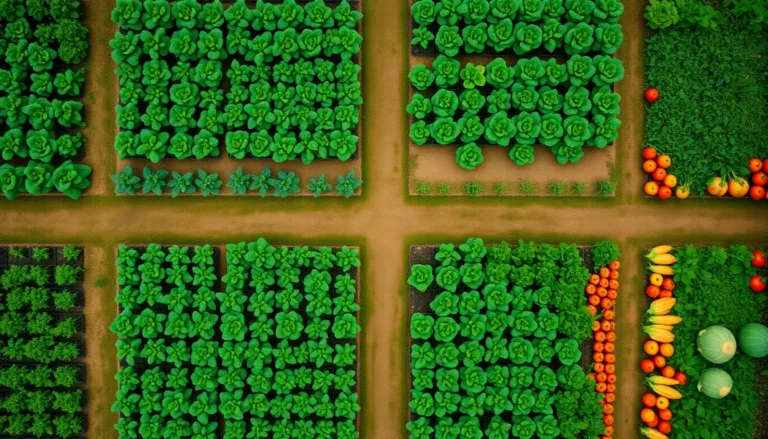 Rotation des cultures sur 4 ans : familles de legumes et plan type