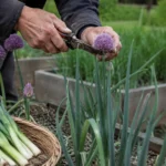 Août au potager : le geste à ne surtout pas oublier sur vos lignes de poireaux