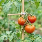 Tuteur tomate : comment tuteurer, attacher et éborgner pour de meilleures récoltes