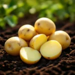 Raw Fontane potatoes freshly harvested and resting on dark garden soil, with one cut open to show the pale yellow flesh, symb