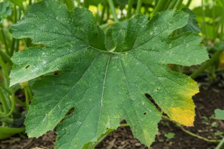 Gros plan d'une feuille de courgette au potager avec nervures visibles, légères taches jaunes et petits trous.