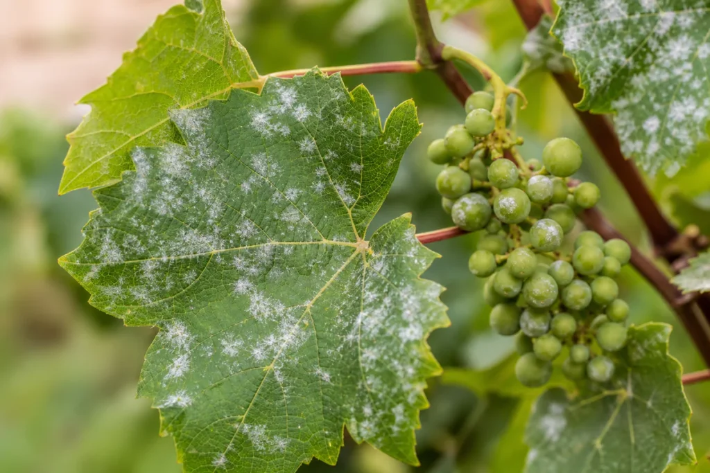 Oidium de la vigne : le repérer tôt avant que les grappes se fissurent