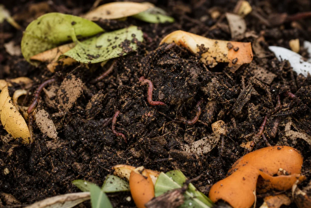 Vers de compost, lesquels faut-il vraiment mettre dans votre bac ?
