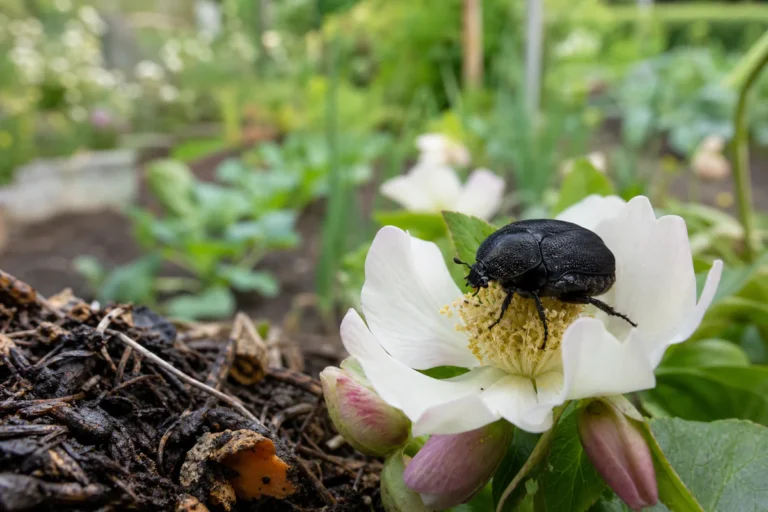 Cétoine noire sombre posée sur une fleur dans un jardin près d’un compost mûr