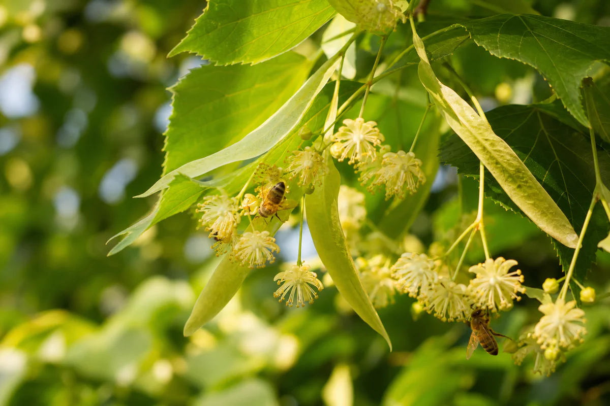 Close-up photograph of a linden tree branch in bloom, showing pendulous clusters of small pale flowers attached to their char